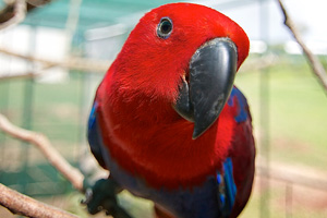 A healthy adult female Red Sided Eclectus Parrot