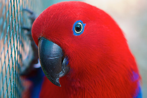 Female eclectus parrots DO make wonderful pets