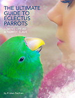 The Ultimate Guide to Eclectus Parrots