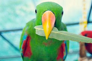 A healthy adult male Red Sided Eclectus Parrot