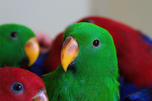 New Eclectus babies from a top breeder New Eclectus babies from a top breeder