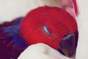 A gorgeous weaned Eclectus hen from a top Eclectus parrot breeder A gorgeous weaned Eclectus hen from a top Eclectus parrot breeder