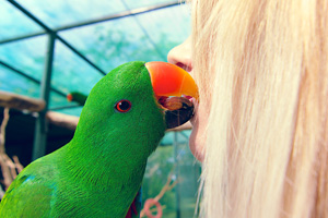 Bonding with your parrot requires empathy Bonding with your parrot requires empathy
