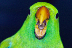 You need to bond with your Eclectus before you can train them You need to bond with your Eclectus before you can train them