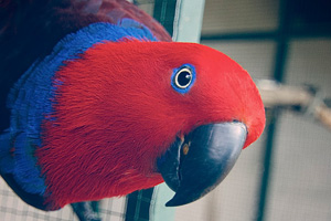 A beautiful, healthy Eclectus parrot female from a breeder with a top reputation