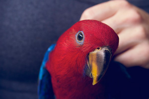 Adorable pet Eclectus parrot baby Adorable pet Eclectus parrot baby