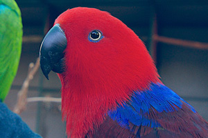 Eccy hens can make wonderful pets! A healthy female Eclectus Parrot