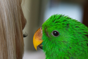 Un bebé hermoso, sano, mano levantada Eclectus loro Un bebé hermoso, sano, mano levantada Eclectus loro