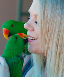 Australia's top Eclectus Parrot breeder Australia's top Eclectus Parrot breeder