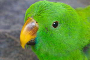 A beautiful already weaned Eclectus baby from a top eclectus parrot breeder A beautiful already weaned Eclectus baby from a top eclectus parrot breeder